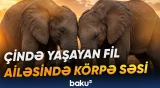 158 kiloqramlıq fil balası dünyaya göz açdı