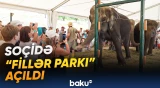 Soçidə açılan "Fillər parkı" ziyarətçilərin böyük marağına səbəb olub