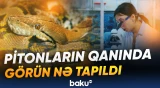 Pitonların qanı kimlərin dadına çatacaq?