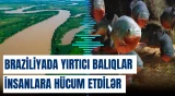 Braziliyada yırtıcı balıqlar insanlara hücum etdilər