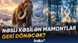 Alimlər mamontların ilk doğuşunu 2030-cu illərin əvvəlinə planlaşdırırlar