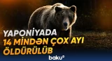 Yaponiyada ayılar niyə kütləvi şəkildə məhv edilir?