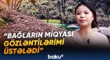 Quyçjou əyalətində minlərlə ortanca çiçəyi açıb