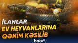 İsveçdə zəhər əleyhinə dərman vasitələrinin çatışmazlığı yaşanır
