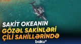 Sakit okeanın Çili sahillərində möhtəşəm balina ailəsi görüntülənib