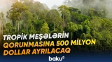 Beynəlxalq fond meşələrin qorunmasına görə ölkələrə ödəniş edəcək
