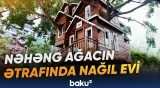 Çində nəhəng ağacın ətrafında qeyri-adi istirahət məkanı yaradılıb