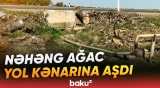 Goranboyda nəhəng qovaq ağacı yol kənarına aşdı