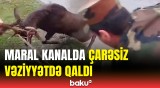 Kanala düşən maral belə xilas edildi | FHN görüntülər yaydı