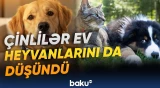 “10 min sifariş artıq verilib” | Çinlilərdən inqilabi kəşf