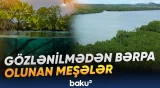 Manqrovlar sahilyanı əraziləri təbii fəlakətlərdən qoruma qabiliyyətinə malikdir