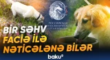 Ev heyvanı saxlayanlara vacib tövsiyələr