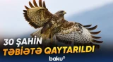 Altayda nadir quşların populyasiyasını bərpa etmək üçün 30 şahin təbiətə qaytarılıb