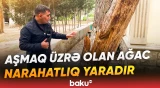 Aşmaq üzrə olan ağac təhlükəli vəziyyət yaradıb