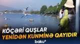 Qağayıların gəlişi Kunmində ənənəvi müşahidə mövsümünü başladıb