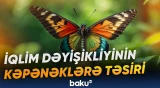 Həşəratlar bütün dünyada yaşayış areallarını dəyişib