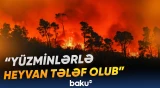 Meşə yanğınları vəhşi təbiətə böyük ziyan vurdu