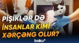 Pişiklərlə insanlar arasında xroniki xəstəliklə bağlı əlaqə aşkarlandı