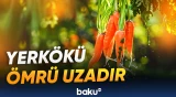 Yerkökünün inanılmaz faydaları var imiş