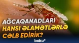 Mütəxəssisdən ağcaqanadlarla bağlı maraqlı açıqlama