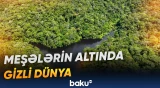 Cəngəlliklərdə qədim sivilizasiyanın izləri tapıldı
