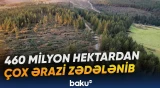 Meşələrin vəziyyəti ilə bağlı açıqlanan rəqəmlər hansı mənzərəni ortaya qoyur?