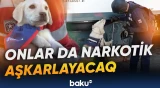 Çilidə bala itlərə narkotik aşkarlama təlimi keçirilir