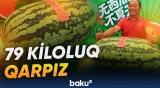 Çində 79 kiloluq qarpız sərgiyə çıxarılıb