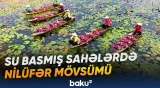 Vyetnamda su basmış əkin sahələrində ənənəvi məşğuliyyət Nilüfər mövsümü ilə canlanıb