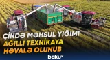 Pilotsuz kombaynlar düyü zəmilərində məhsul toplayır
