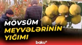 Mövsüm meyvələrinin yığımından görüntülər