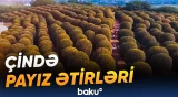 "Yaxınlaşan kimi ecazkar ətir səni bürüyür" | Turist