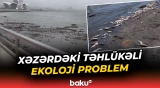 Xəzərdəki canlılar niyə məhv olur? | Mütəxəssisdən açıqlama - Baku TV