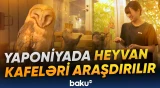 Sorğu yarana biləcək sağlamlıq riskləri ilə bağlıdır