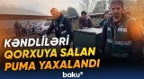 Çilidə təşviş yaradan pumanın yaxalanması görüntüləri