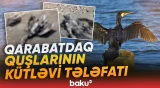 Qarabatdaq quşlarının kütləvi tələfatı