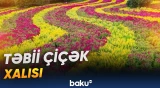 Karst dağlarının ətəyində selosiya sahələri uzanır