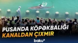 Pusanda kanalda qalan “Bukangi” adlı köpəkbalığı hələ də xilas edilməyib