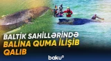 Baltik sahillərində balina quma ilişib qalıb