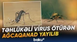 Təhlükəli virus ötürən ağcaqanadlar yayılıb