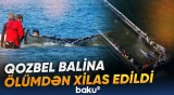 Almaniyada qozbel balina ölümdən xilas edildi