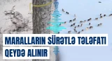 Finlandiyada maralların tələfatının səbəbi müharibədir?