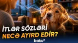 Yeni araşdırma itlərin beyin fəaliyyətinə dair maraqlı nəticə göstərib