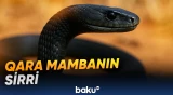 Ən qorxulu və ən zəhərli ilanın qeyri-adi bacarığı