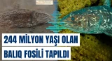 Şüaüzgəcli balıqlara aid elmə məlum olan ən qədim fosil