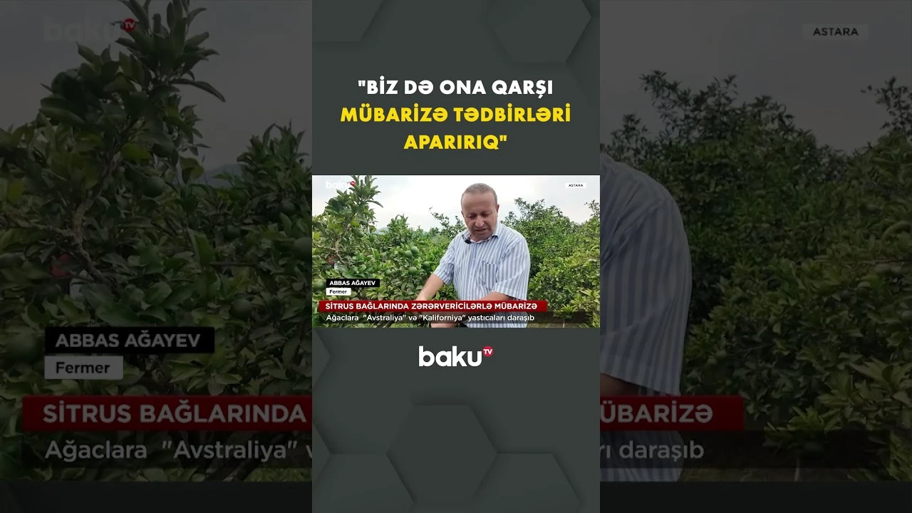 Fermerlər sitrus bağlarında zərərvericələrə qarşı mübarizə aparır - Baku TV