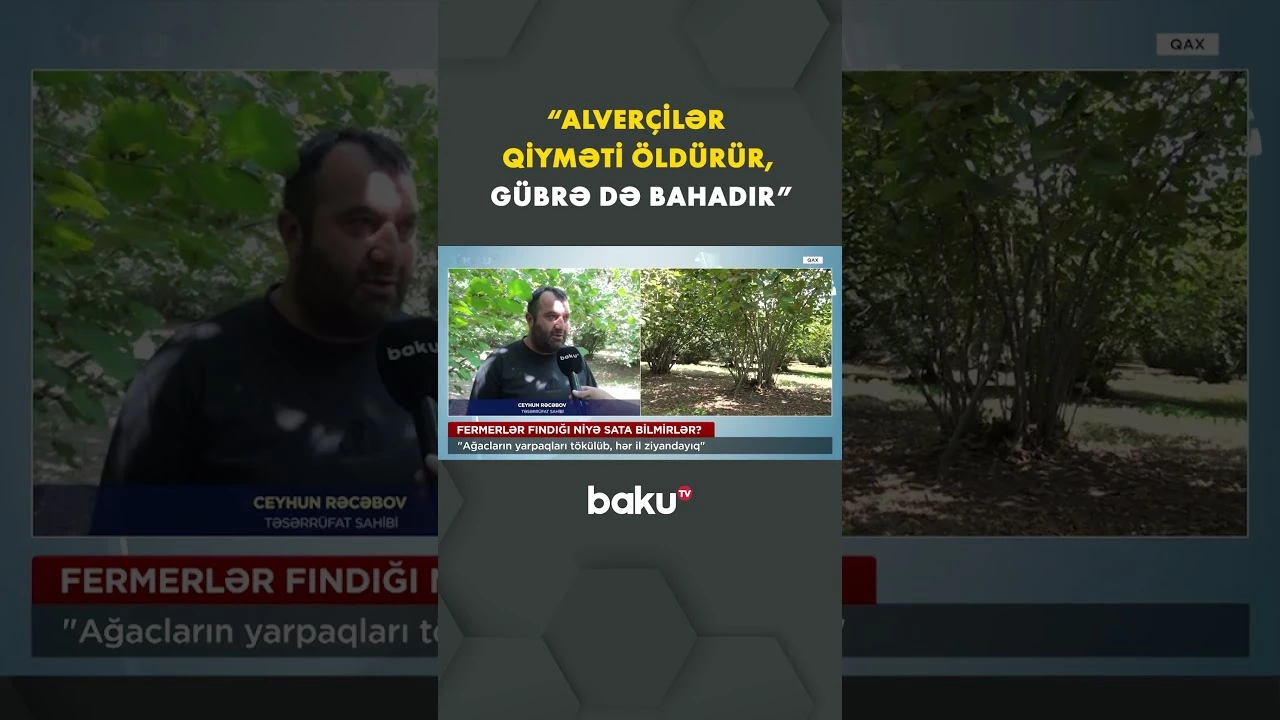 Fındıq yığımı başladı, amma... - Baku TV