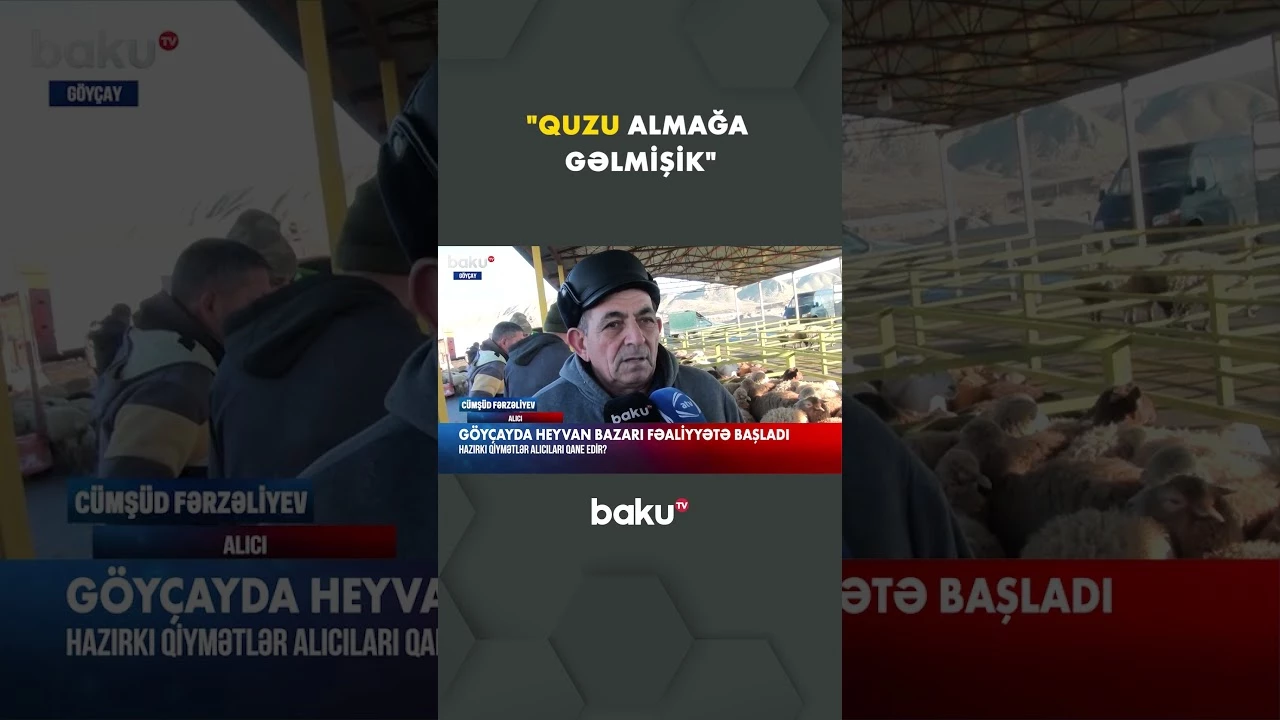 Göyçayda heyvan alqı-satqısı üçün bazar açıldı - Baku TV