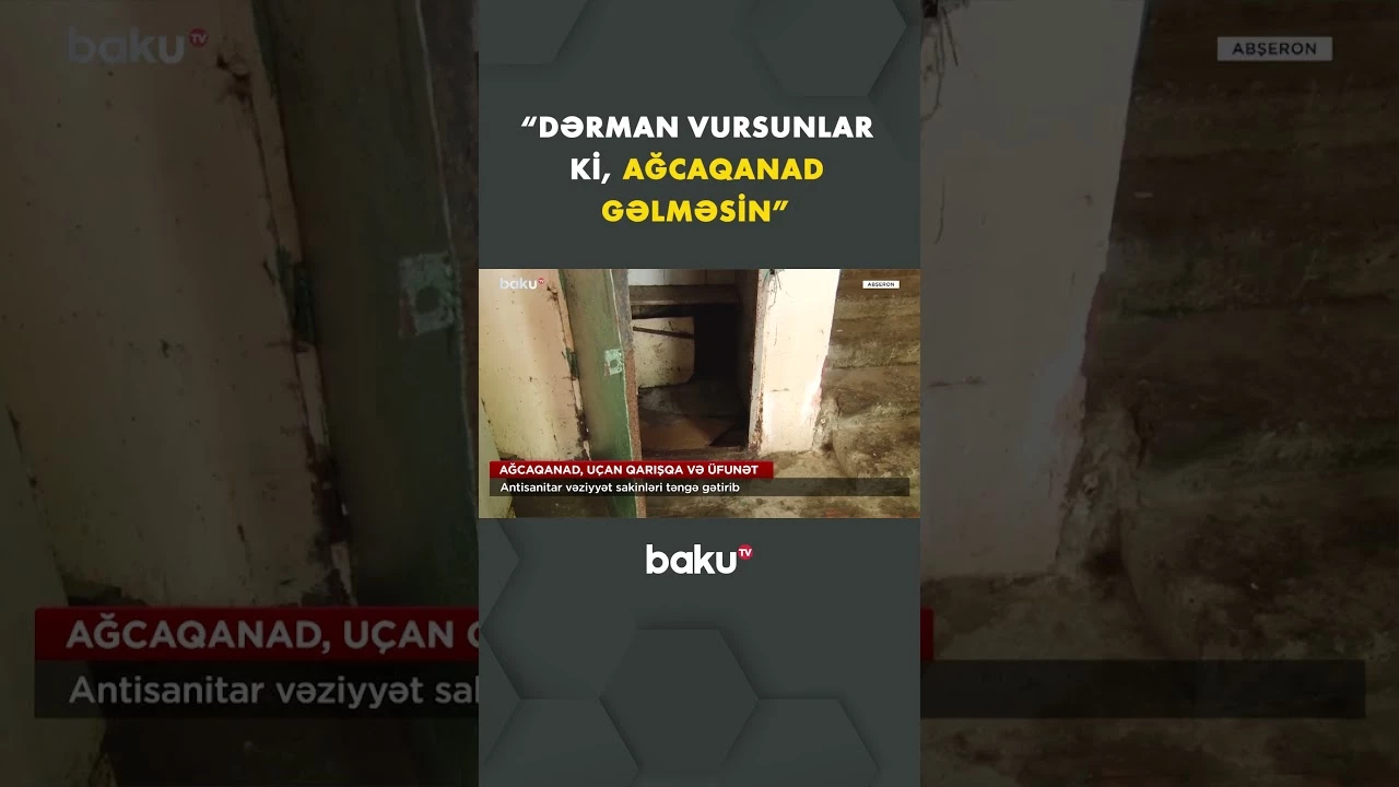 Abşeronda ağcaqanad əlindən artıq pəncərə açmaq olmur - Baku TV