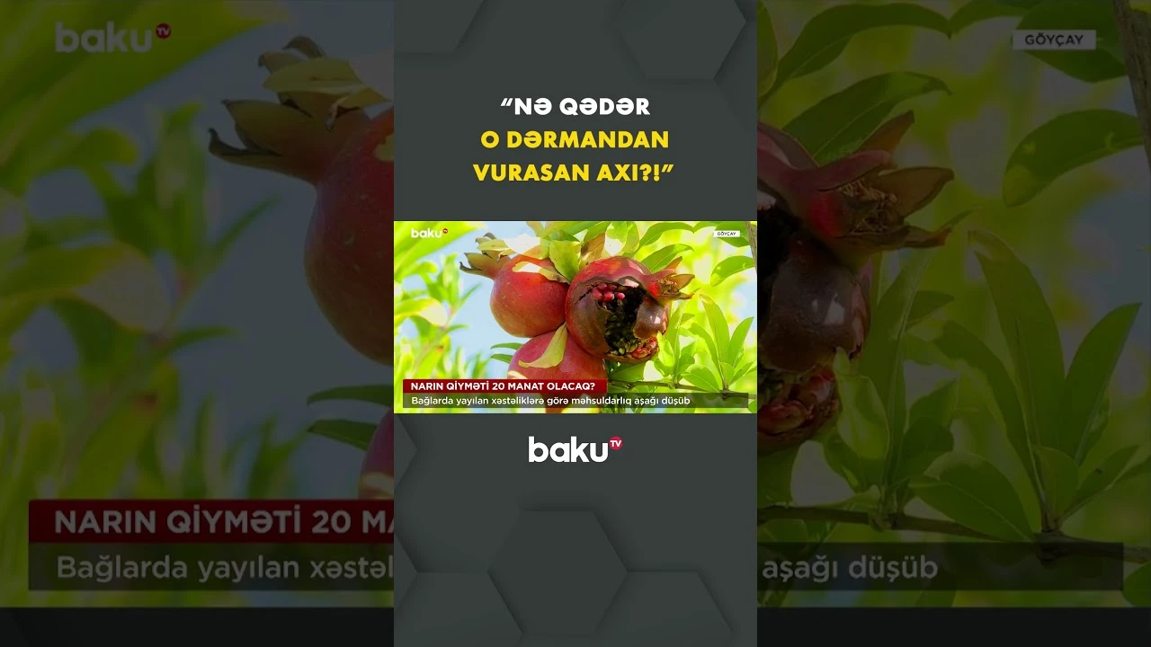 Fermerlərin əziyyəti hədər gedir - Baku TV